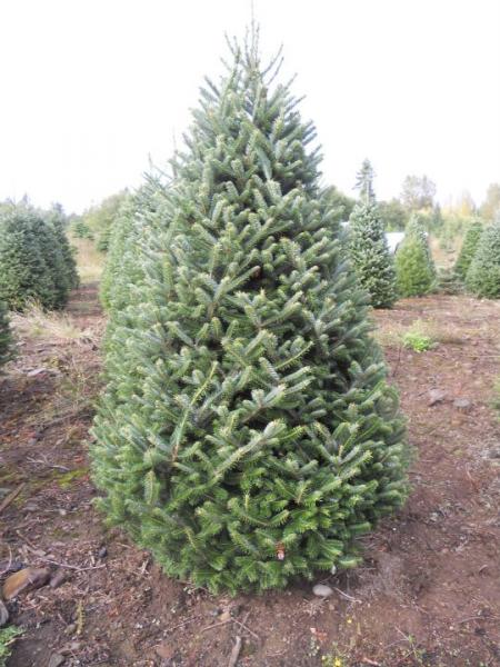 Noble Sir Christmas trees have needles that are thick and grow in rows on each side of the branch. Due to the slow growth, both needles and branches are famous for their extra strength, and ability to stay fresh longer. Noble Firs require additional care. The are available in sizes 3 to 9 feet. 