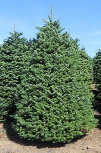  A Douglas Fir tree is fat and wide. They are the #1 seller in the U.S. and are famous for fullness and fresh forest aroma. These are available in sizes 3 to 9 feet.