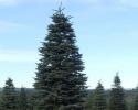 A big and tall christmas tree is perfect for your large living space or for the workplace. 