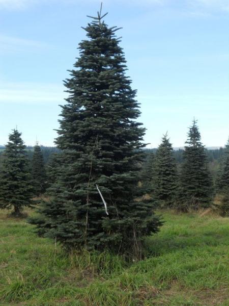 A big and tall christmas tree is perfect for your large living space or for the workplace. 